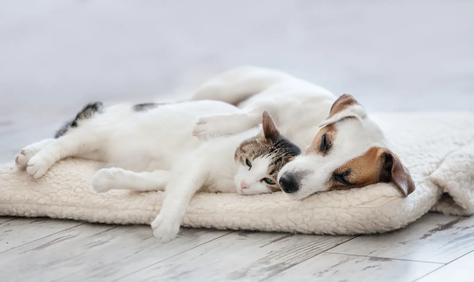 Paws, Policies, and Profits: Building Pet-Friendly Rentals That Work in Summit County